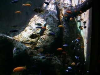 Fauna subacuática